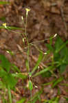 Allegheny hawkweed